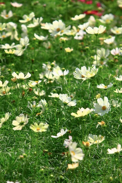 The Cosmos flower on a green back ground closeup — Stock Photo, Image