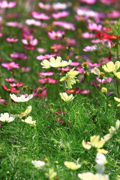 The Cosmos flower on a green back ground closeup — Stock Photo, Image
