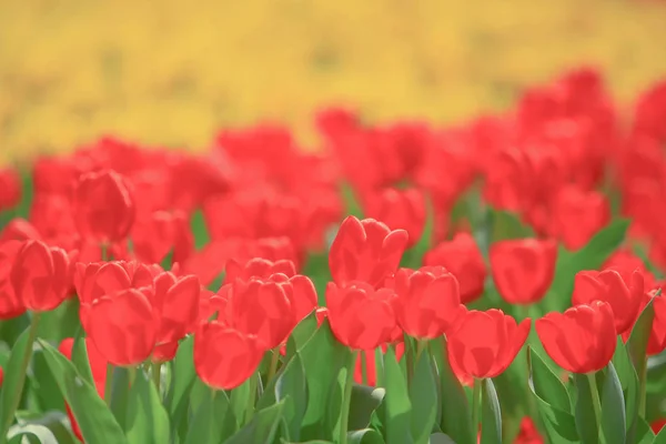 Barevné tulipánové pole s hk květinovou show — Stock fotografie