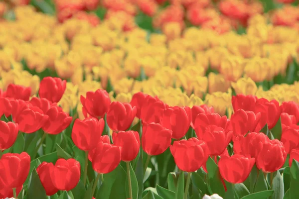 Um colorido campo tulipa com hk flor show — Fotografia de Stock