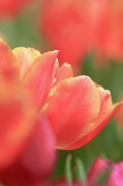 hk çiçek fuarlı renkli bir lale tarlası 