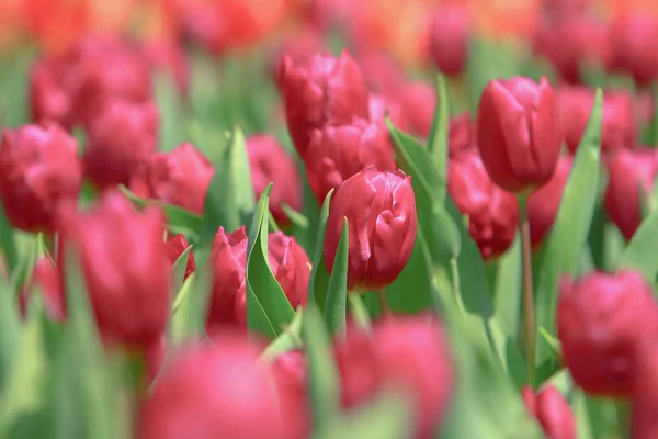 Un campo di tulipani colorato con spettacolo di fiori hk — Foto Stock