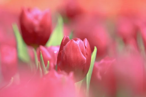 Un campo di tulipani colorato con spettacolo di fiori hk — Foto Stock
