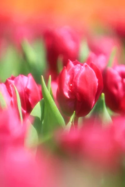 別の花と開花チューリップ- hk — ストック写真