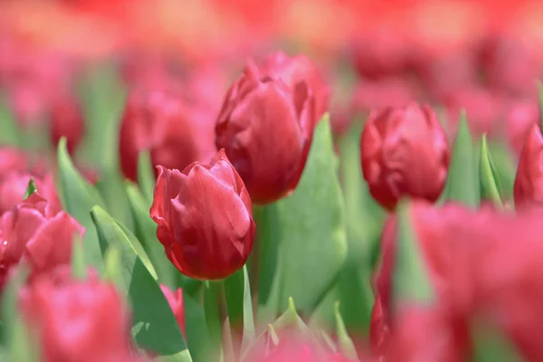 Un campo di tulipani colorato con spettacolo di fiori hk — Foto Stock