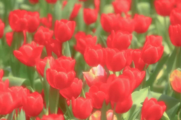 Um colorido campo tulipa com hk flor show — Fotografia de Stock