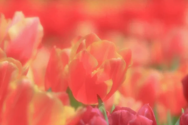 Kolorowe pole tulipan z hk kwiat show — Zdjęcie stockowe