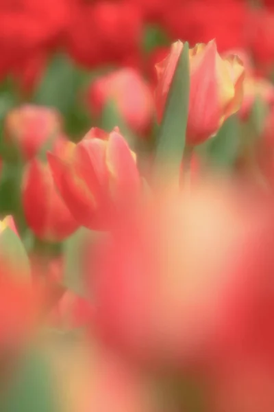 五彩缤纷的郁金香花圃 — 图库照片