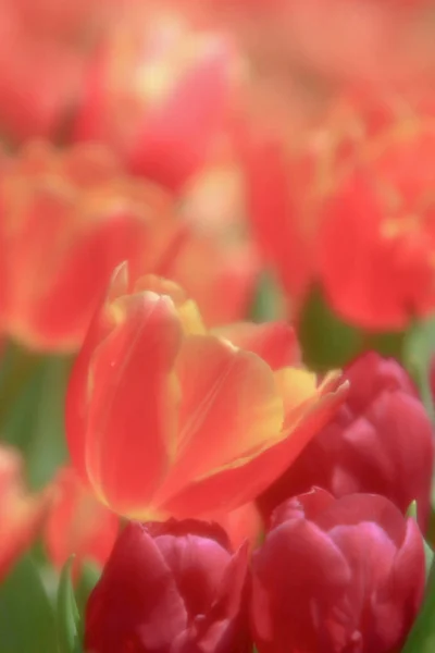 五彩缤纷的郁金香花圃 — 图库照片