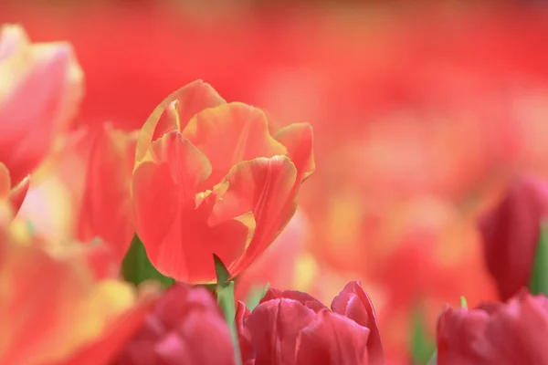 Un colorido campo de tulipanes con espectáculo de flores hk — Foto de Stock