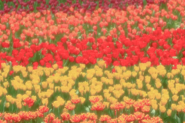 Um colorido campo tulipa com hk flor show — Fotografia de Stock