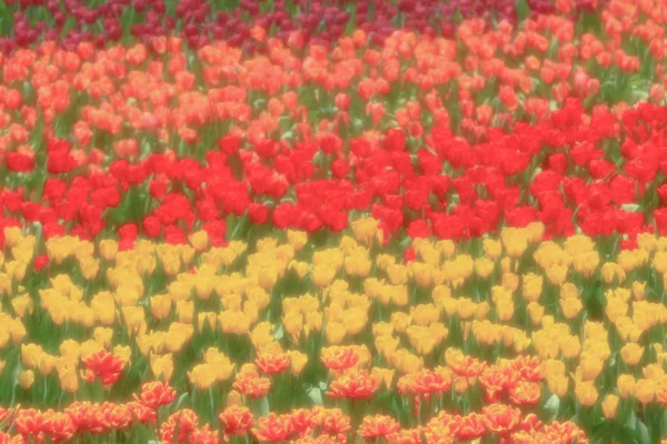 A Colorful Tulip Field with hk flower show — Stock Photo, Image