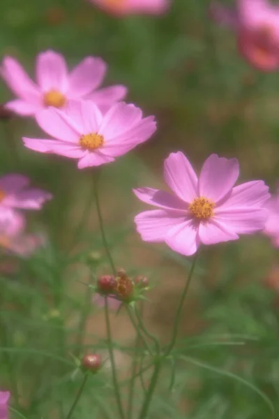 La fleur Cosmos sur un fond vert gros plan — Photo