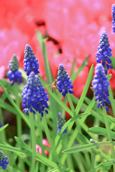 Champ de fleurs violettes à faible profondeur — Photo