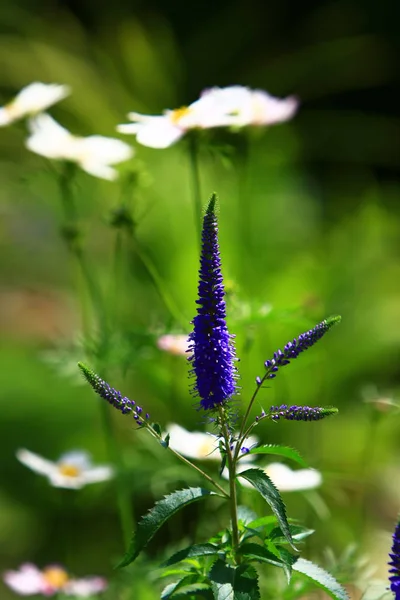 Une fleur de cosmos sur un fond vert gros plan — Photo