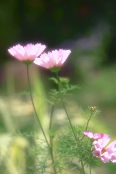 Die kosmos-blume auf einem grünen hintergrund nahaufnahme — Stockfoto