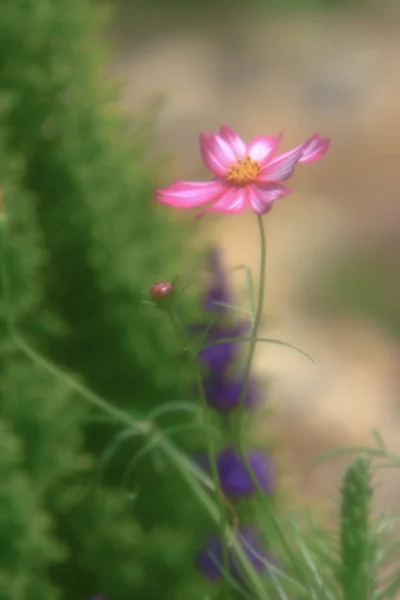 宇宙花在绿色的背面地面特写镜头 — 图库照片