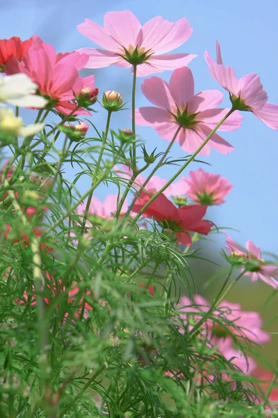 the Cosmos flower on a green back ground closeup