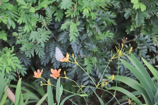 6 июля 2019 года, бабочка на hk — стоковое фото