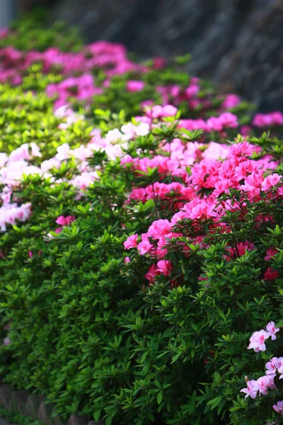 아름다운 진달래 드그로니아눔 꽃 — 스톡 사진