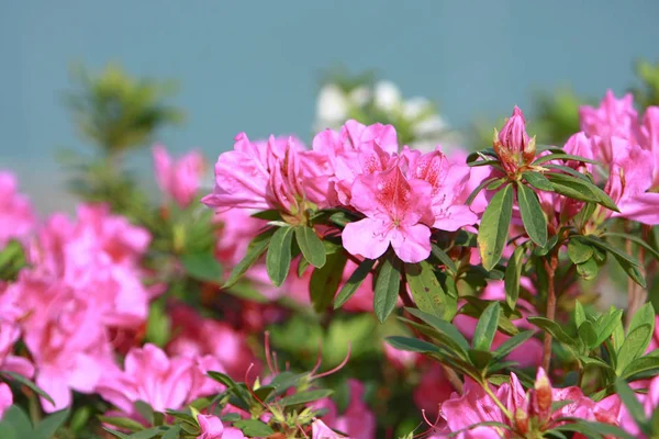 Közelről gyönyörű Rhododendron degronianum virágok — Stock Fotó