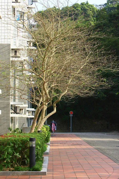 Ramas de árboles en la naturaleza hong kong al aire libre —  Fotos de Stock
