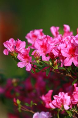 hk güzel Rhododendron degronianum çiçekler