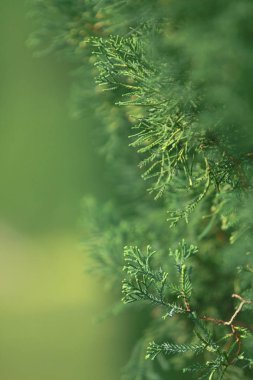 Beton yol boyunca yüksek ağaç kemeri 