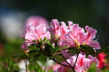 heather bitkilerin aileden bitki cinsi