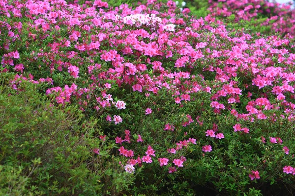 Nahaufnahme von schönen Rhododendron degronianum Blüten — Stockfoto