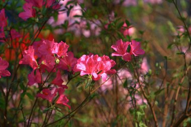  Heather bitkilerinden bir bitki cinsi.