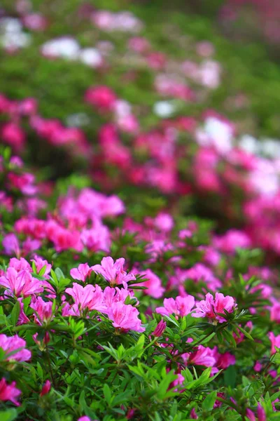 A gyönyörű Rhododendron degronianum virágok HK — Stock Fotó