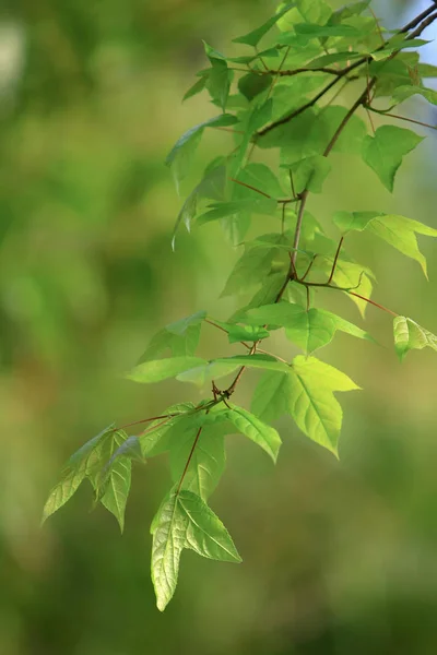 自然と夏の緑のカエデの葉 — ストック写真