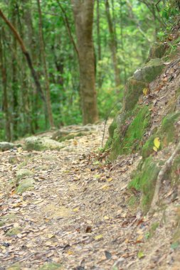 Kam Shan Country Park'ta doğa yolu 