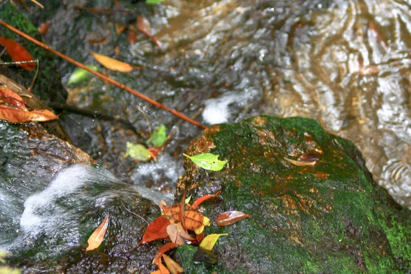 La vue sur la nature au Kam Shan Country Park — Photo