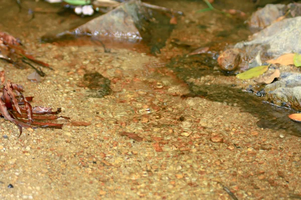 Natur utsikten på kam Shan Country Park — Stockfoto