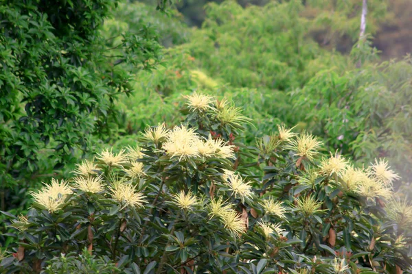 La vista de la naturaleza en Kam Shan Country Park — Foto de Stock