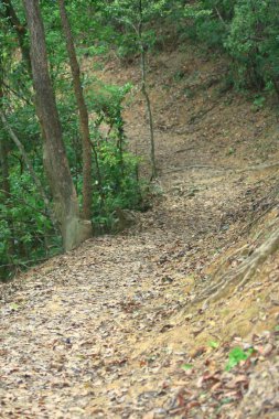 Kam Shan Country Park'ta doğa yolu 