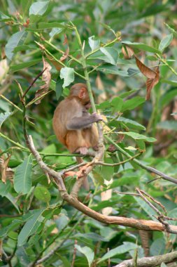 Kam Shan Country Park Kowloon Hong Kong maymun
