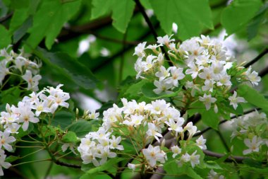 yeşil çim arka zemin üzerinde Beyaz çiçekler.