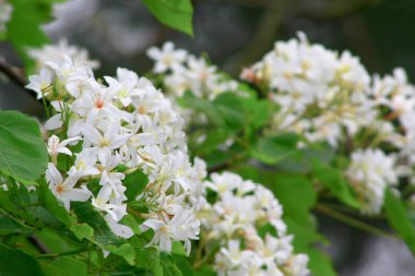 yeşil çim arka zemin üzerinde Beyaz çiçekler.