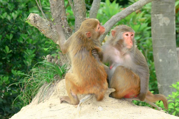 Monyet di Kam Shan Country Park Kowloon Hong Kong — Stok Foto