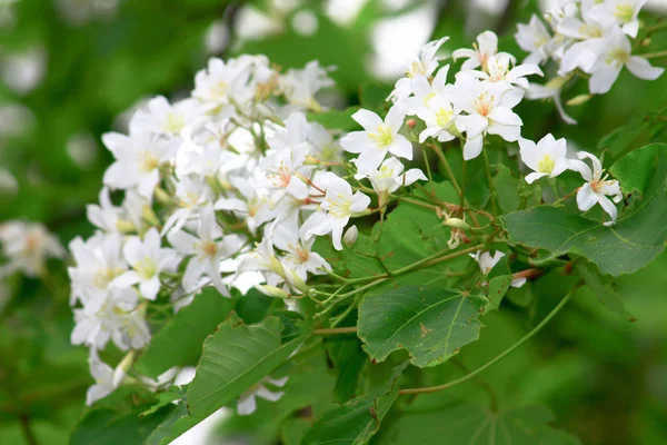 Las flores Blancas sobre la hierba verde en el suelo . — Foto de Stock