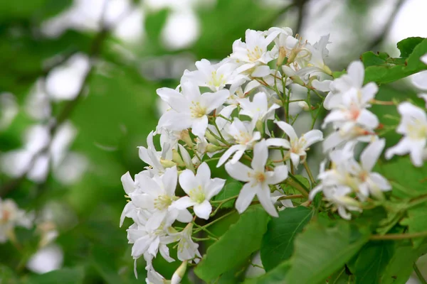 As flores brancas na grama verde de volta chão . — Fotografia de Stock