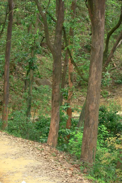 Ścieżka przyrodnicze w Kam Shan Country Park — Zdjęcie stockowe