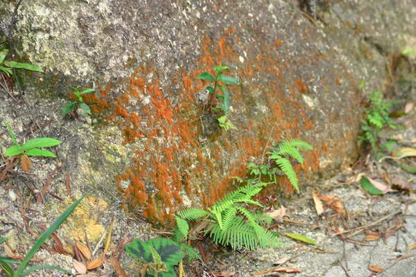 Kam Shan Country Park'ta doğa manzarası — Stok fotoğraf