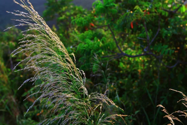 Tai Tam Country Park 31 okt 2009 — Stockfoto