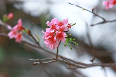 Güzel Pembe Kiraz Çiçeği, Blooming Bahar Ağacı, 