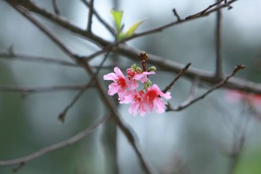 Güzel Pembe Kiraz Çiçeği, Blooming Bahar Ağacı, 