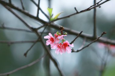 Güzel Pembe Kiraz Çiçeği, Blooming Bahar Ağacı,